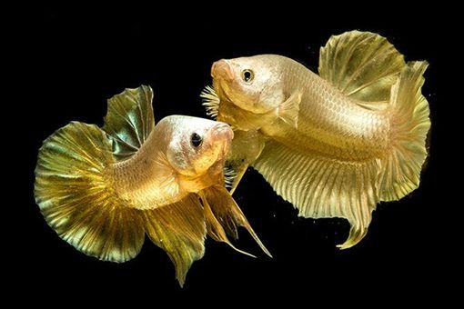 英亚官网首页_情侣吵架说什么话最伤人？