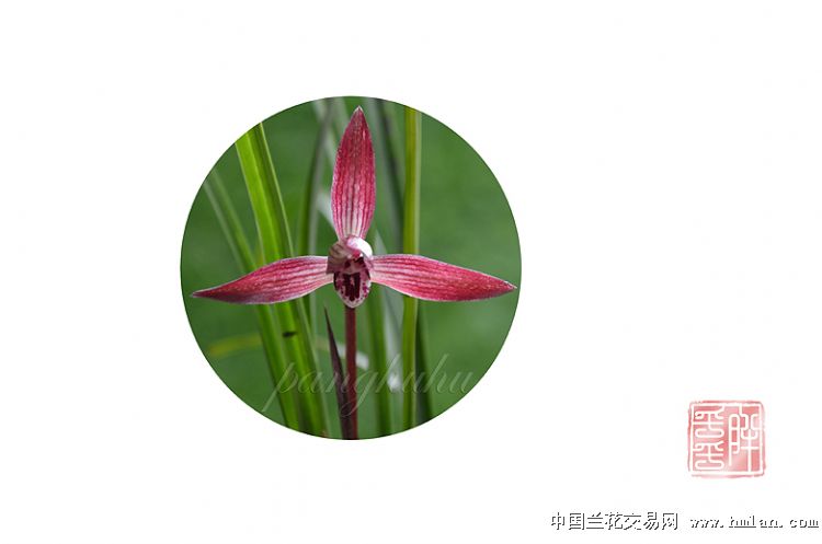 明月照我心云伺谁演的 揭露云伺结局及扮演者详细资料：英亚官方网站